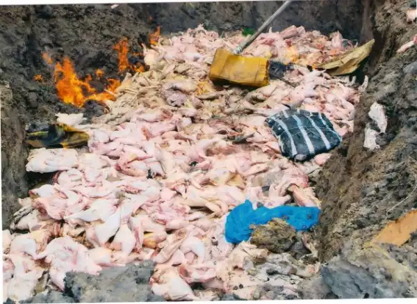 Photos: Nigerians Dig Up And Eat Contaminated Chicken Buried By Customs In Rivers